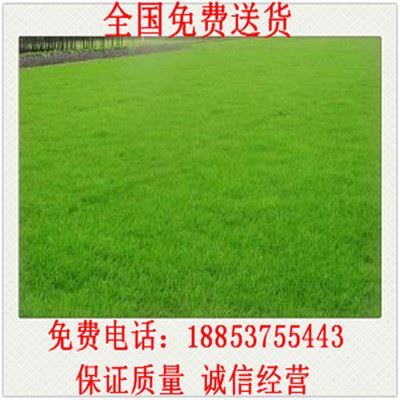 嘉祥县山水粮油店 专业供应优质草坪种子与农作物种苗
