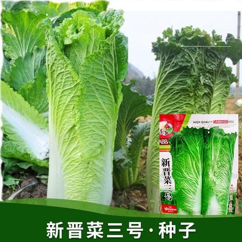 源头厂家批发秋冬季种子，蔬菜白菜农家菜种，四季蔬菜种子公司