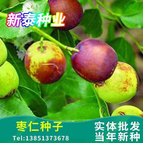 优质酸枣种子厂家、品牌、图片与热帖全指南